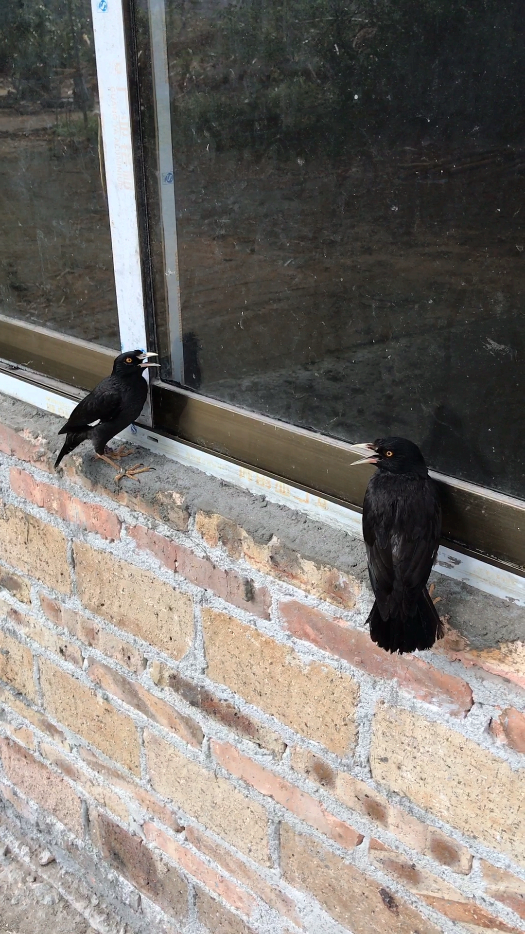 窗外飞来两只会说话的乌鸦