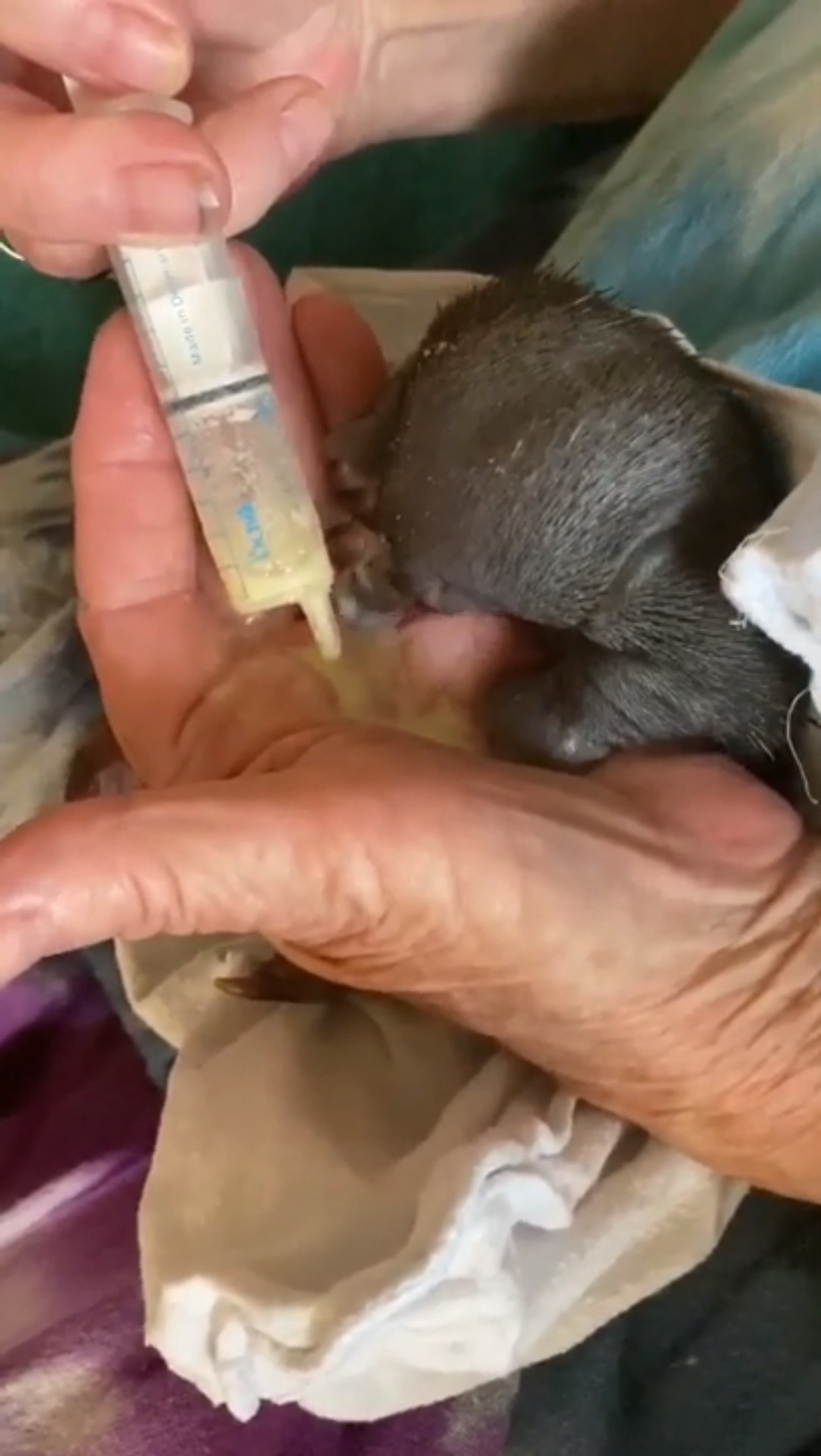 可爱到爆了#鼹鼠宝宝饿坏了