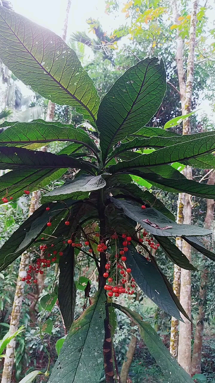 认识中草药#走马胎