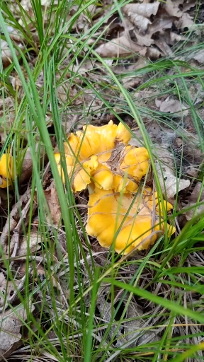 黄花蘑,美味山珍.