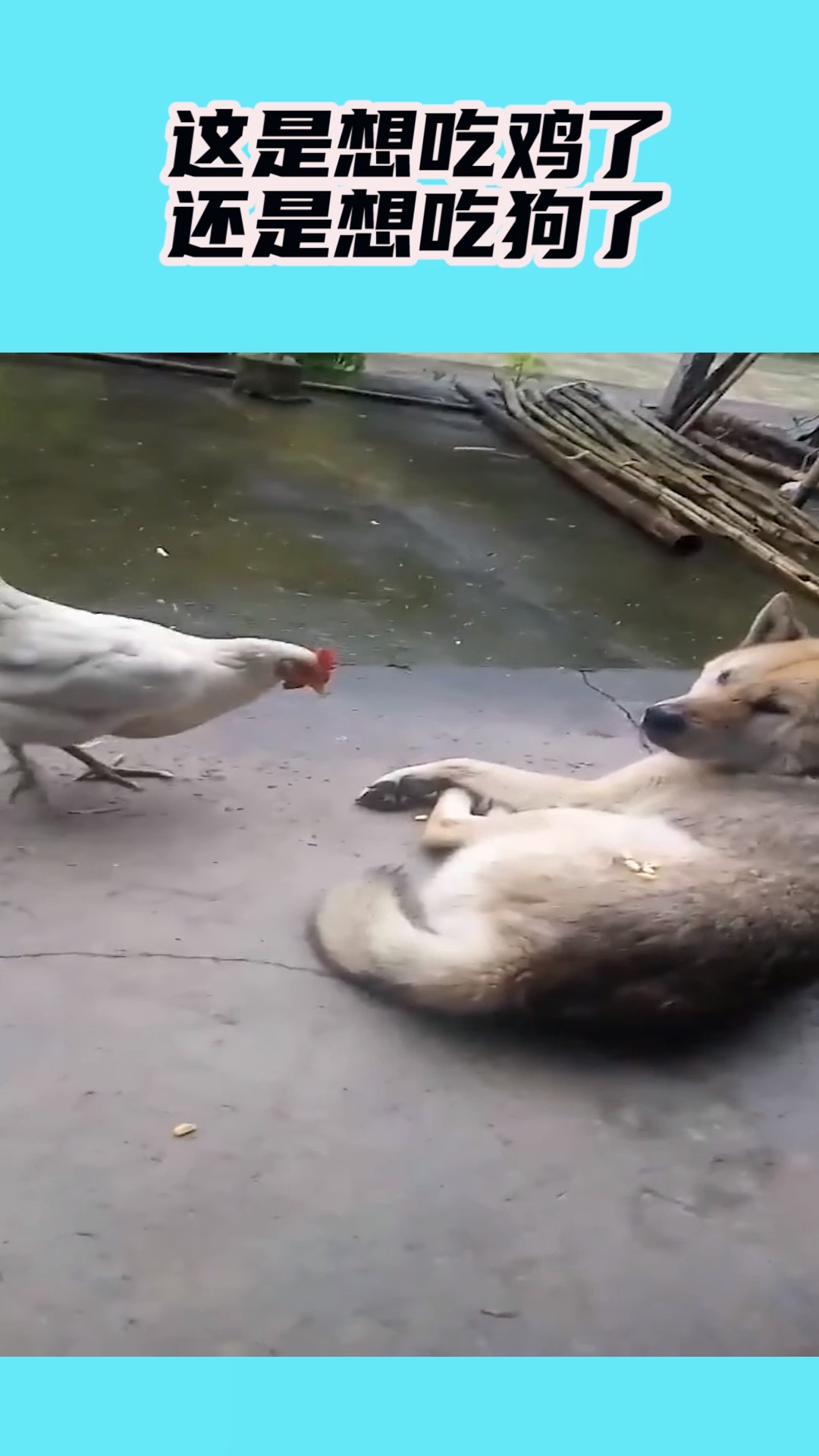 我要上热门#这是想吃鸡了还是香吃狗了