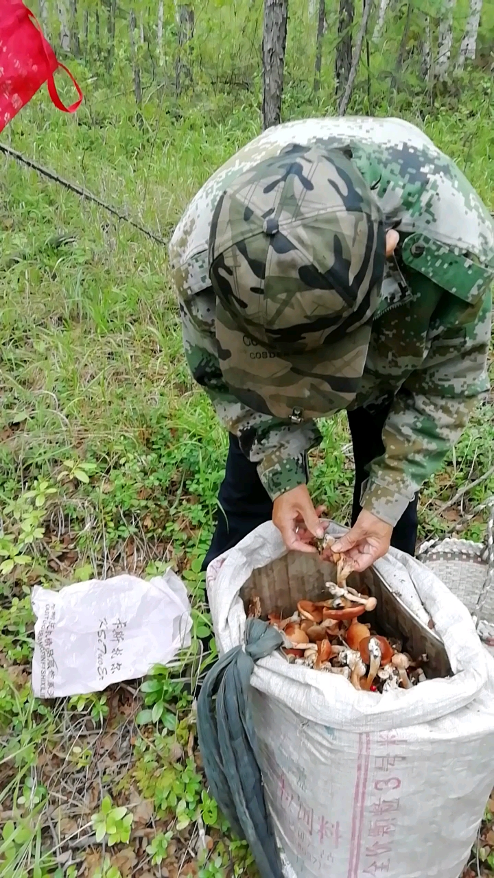 八旬老人上山采蘑菇呢