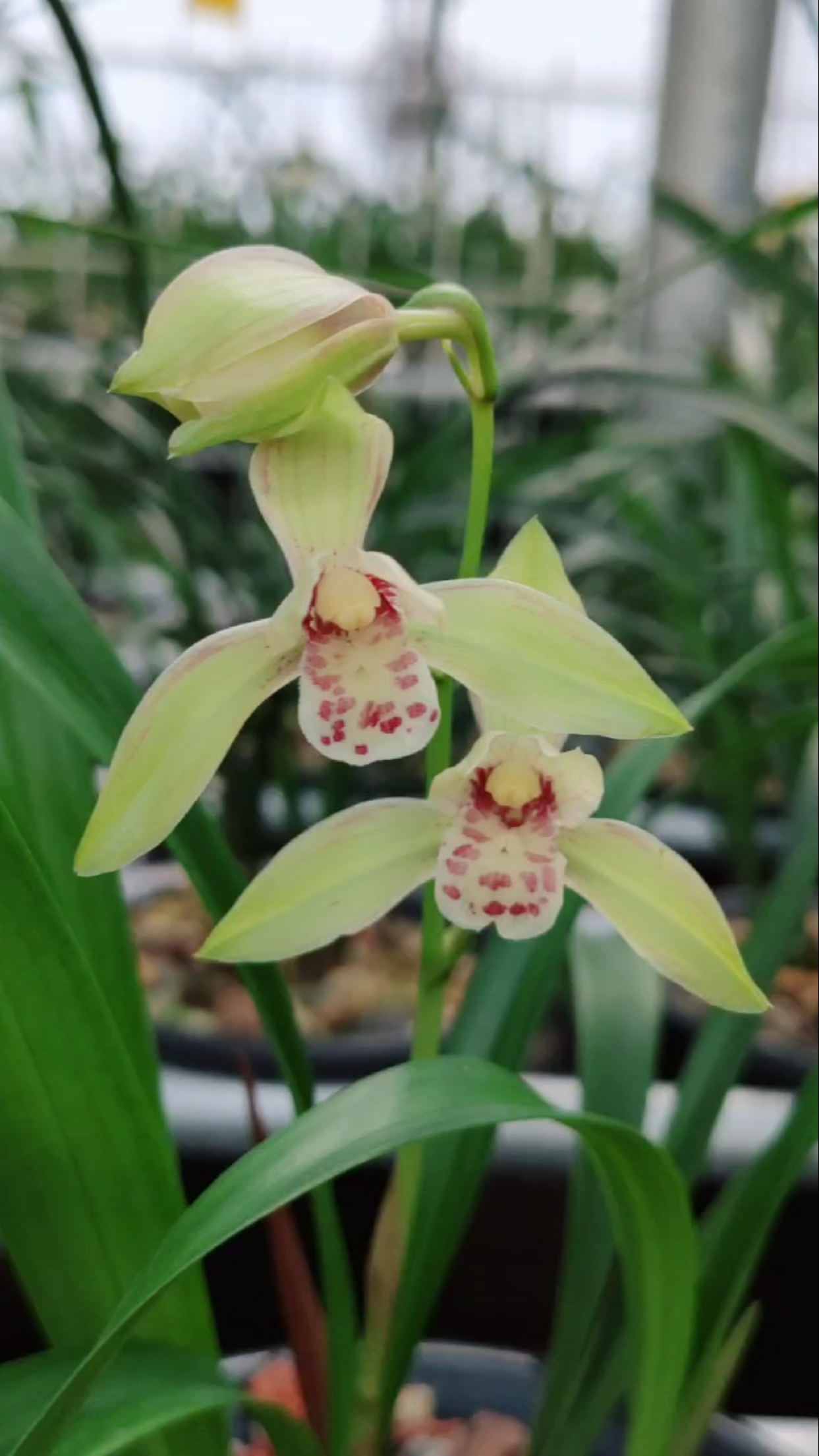 建兰鹤山彩荷开花了,想看更多兰花视频双击加关注