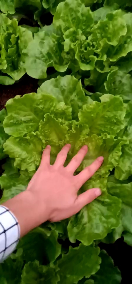 #咱家的丰收季#翻菜