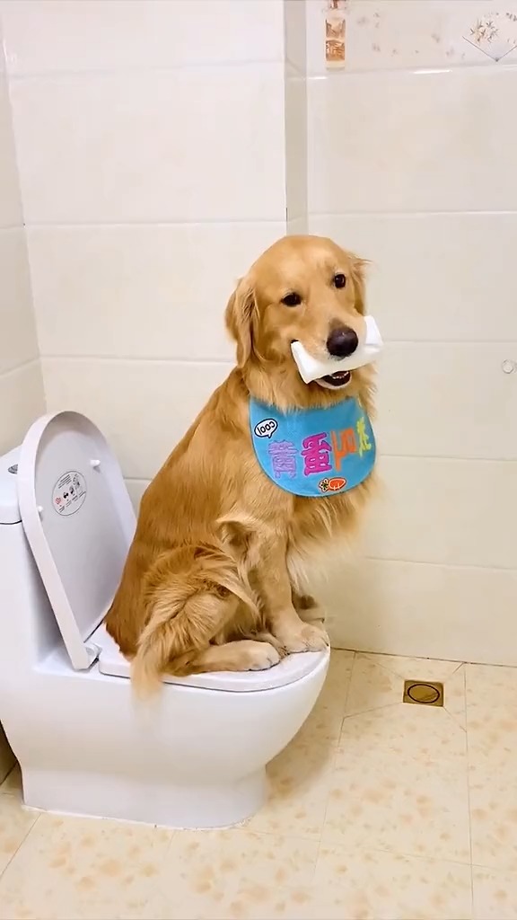 我家萌宠成精了看我家狗子上厕所的姿势