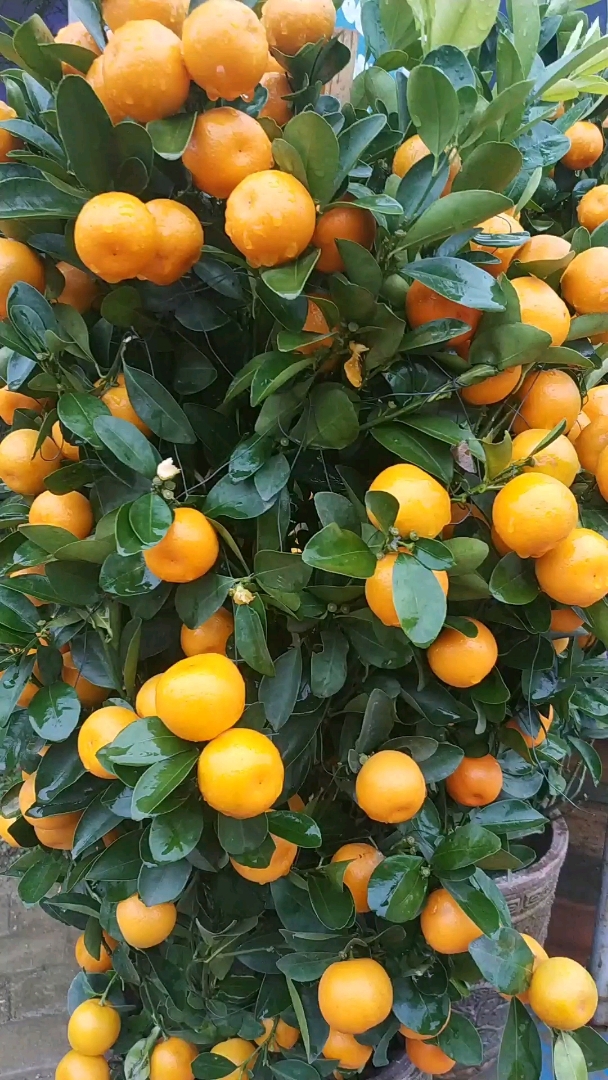 买了二盆桔子,祝大家的大吉大利!万事如意!