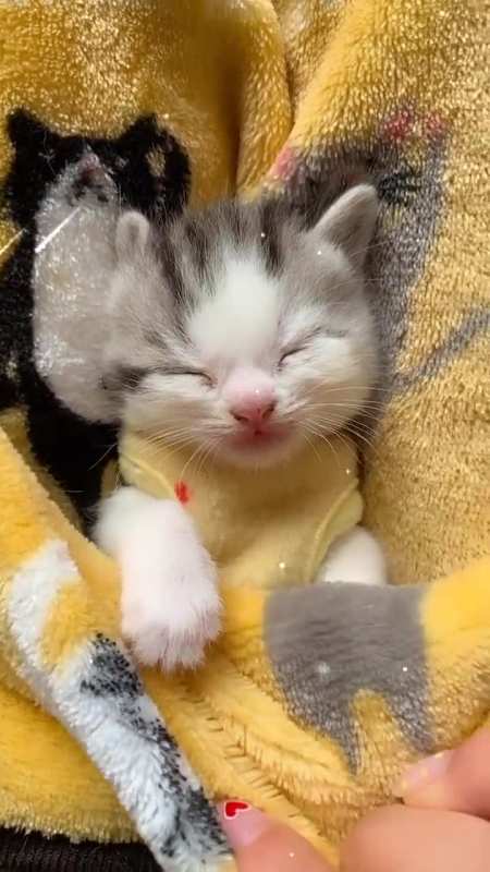 小奶猫刚睡醒的样子也太可爱了,想把它抱回家!