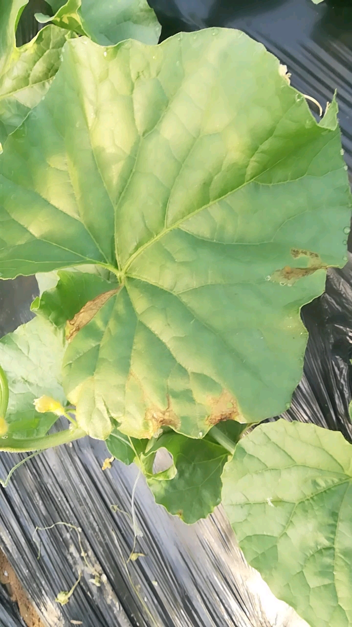 甜瓜细菌性果腐病