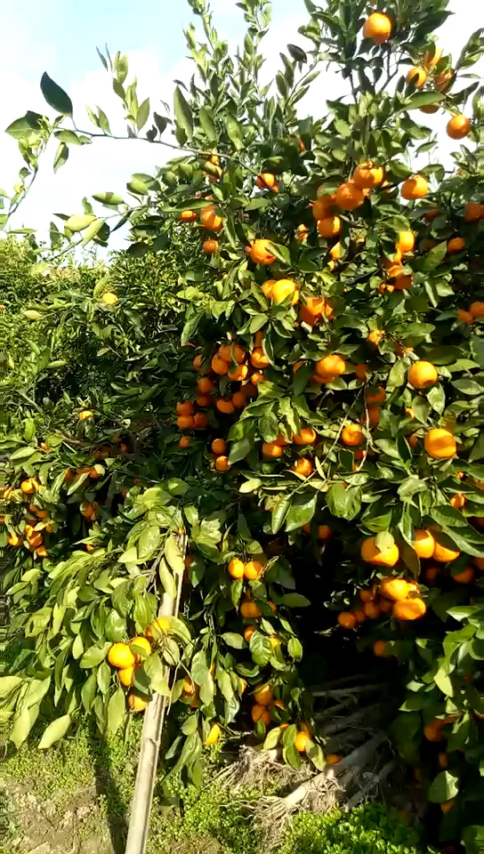 长兴岛桔园