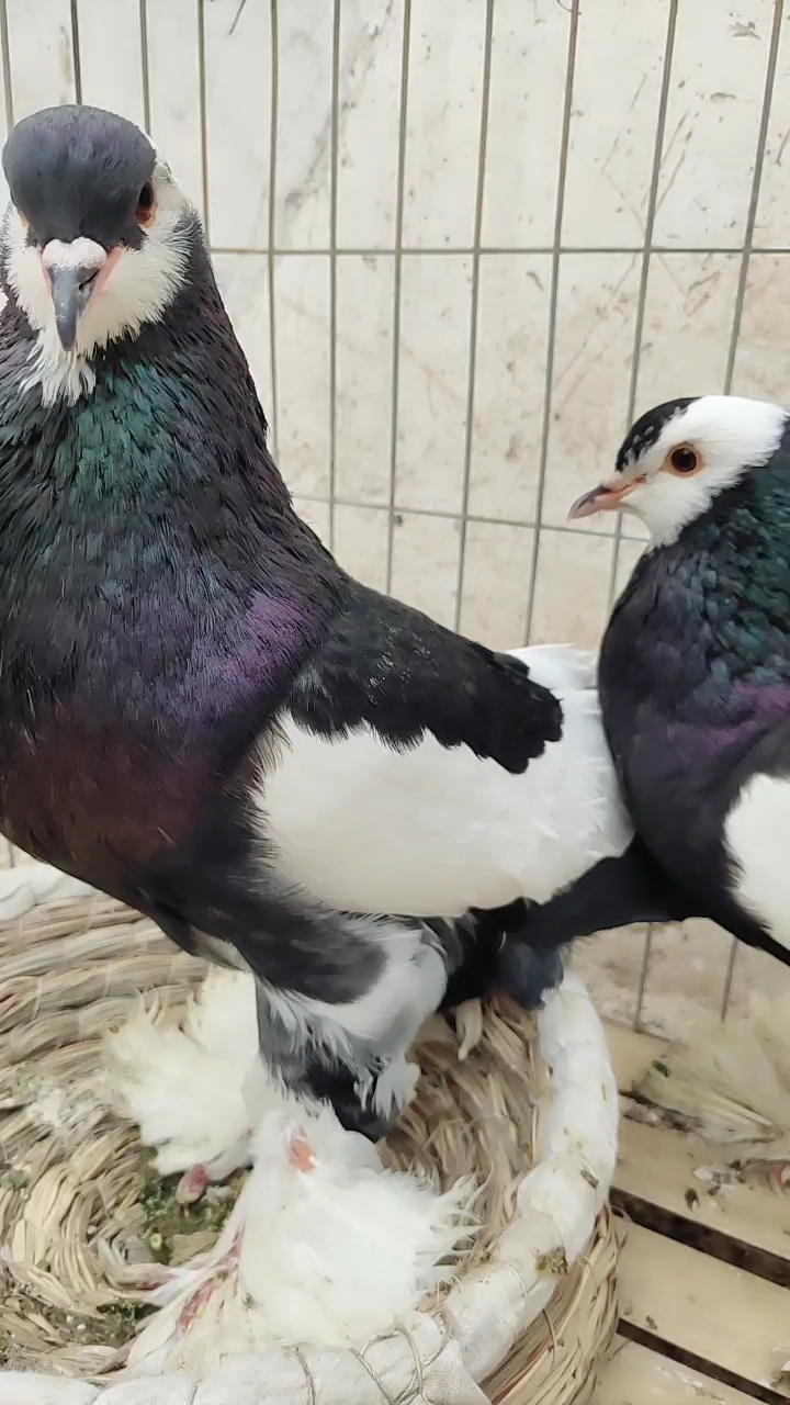 一对眼睛球鸽,公鸽子体型大,羽毛漂亮,母鸽长的秀气谢谢朋友们的支持