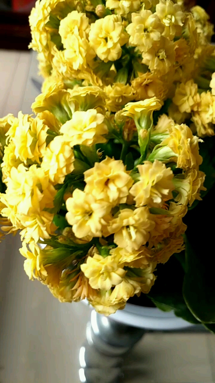 黄色长寿花真漂亮