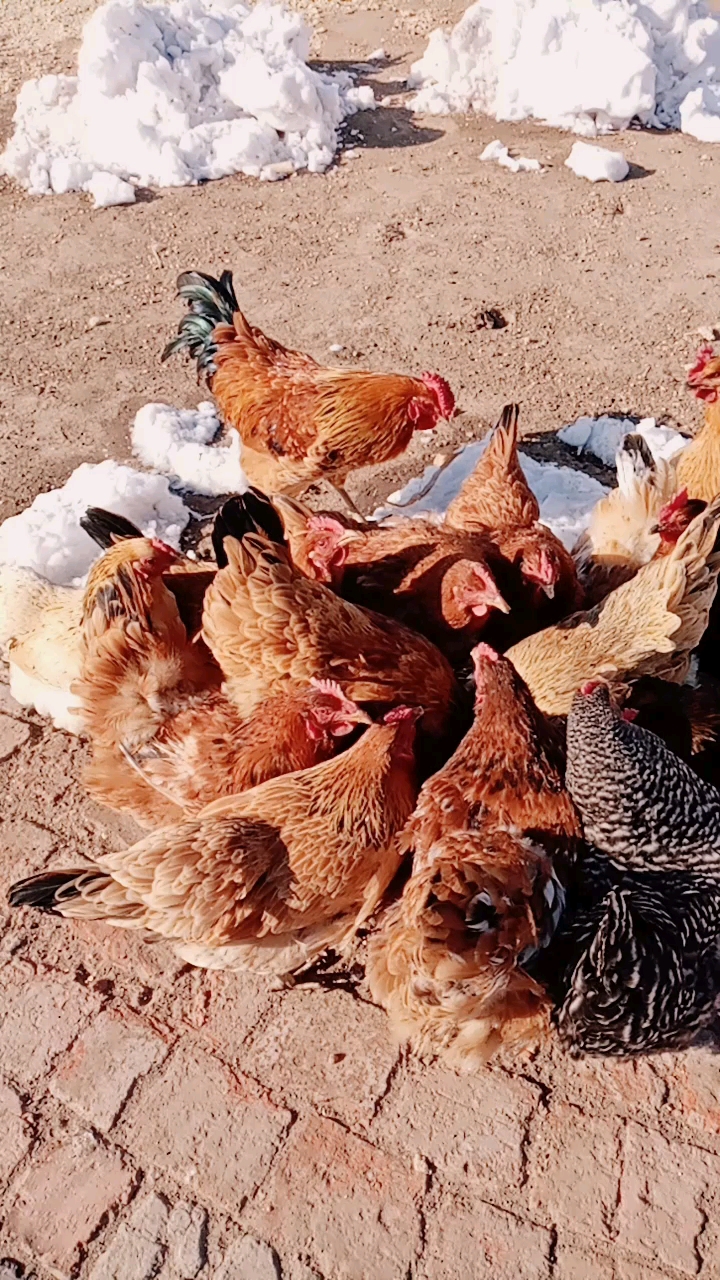 鸡吃食,公鸡不吃,先可母鸡吃