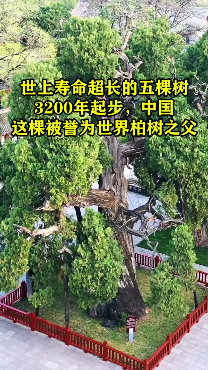 3200年起步,中国这棵被誉为世界柏树之父