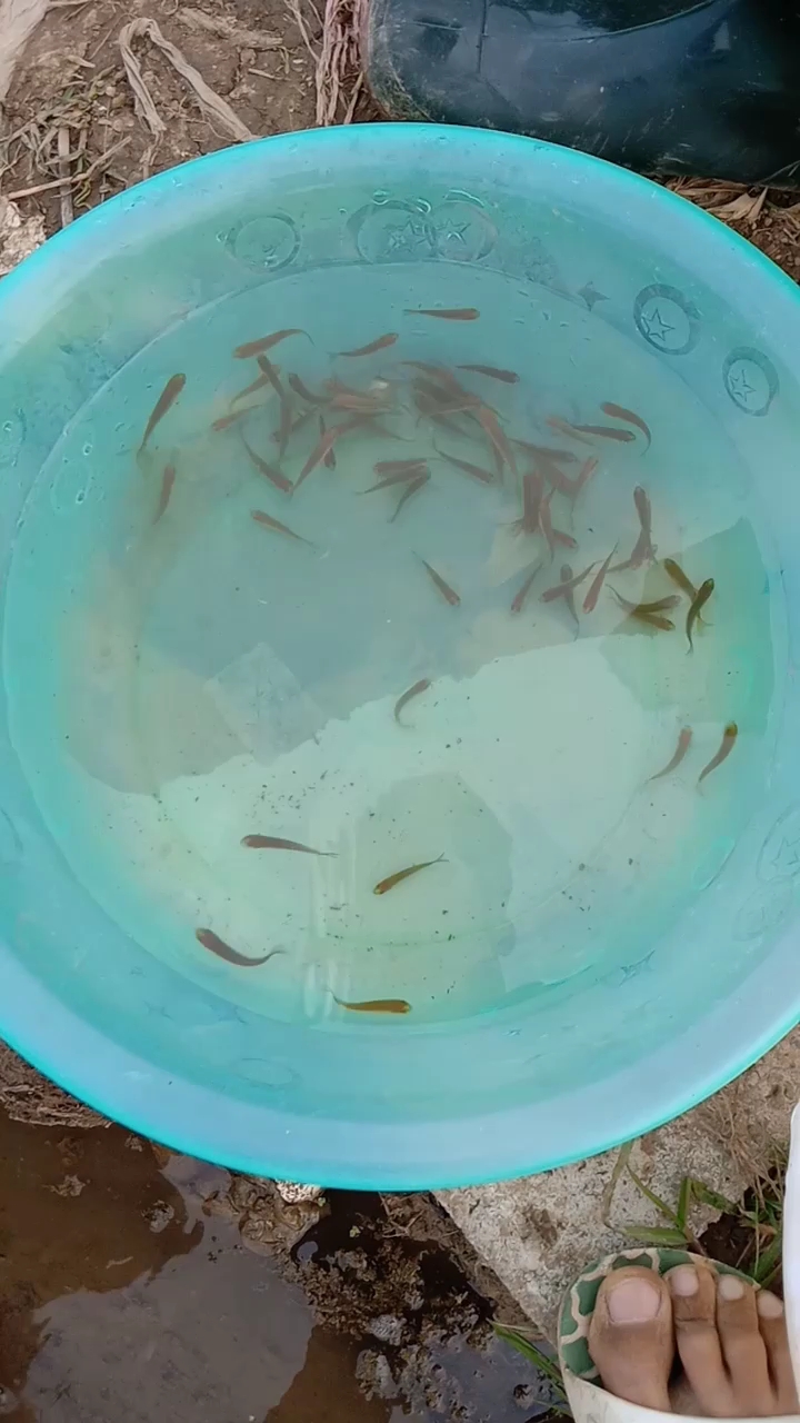 今天的鱼苗不错 死的只两条 要吃鱼就看你们的了 快快长大吧