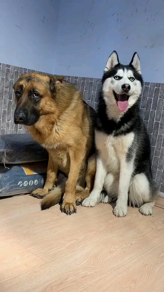 大狼狗:要吃自己去我还想多活两天