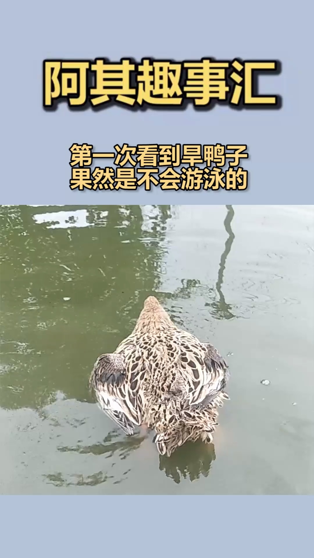 第一次看到旱鸭子果然是不会游泳的