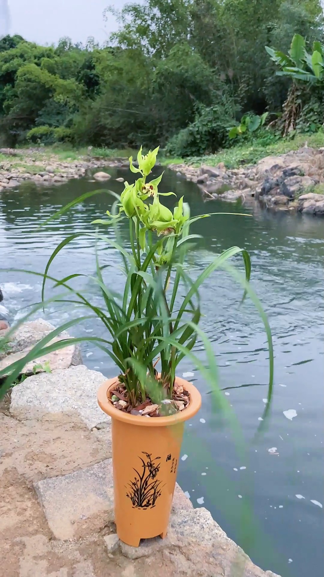 兰花#知道为什么家里有位置的都养大唐盛世了