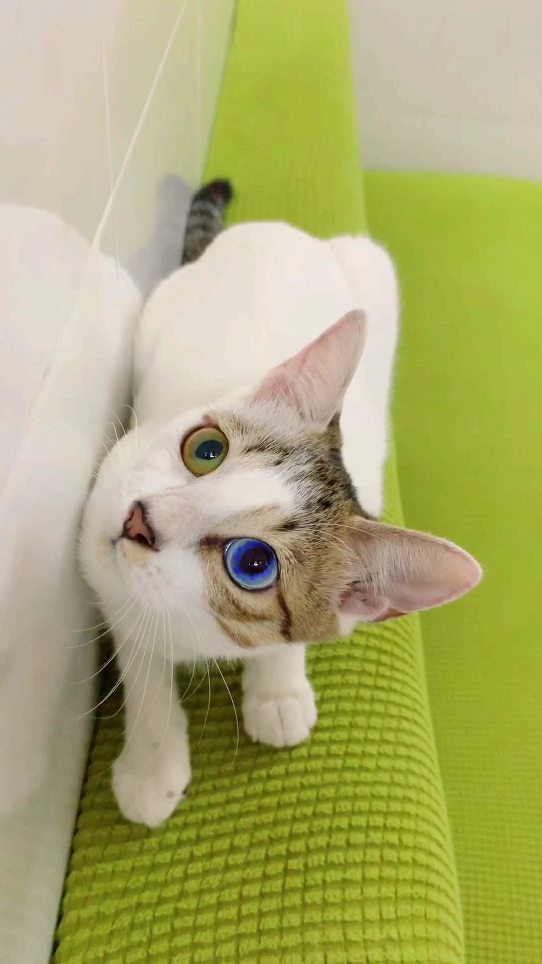 甩张臭脸给你#少见蓝绿异瞳三花猫,超美哇( ω )