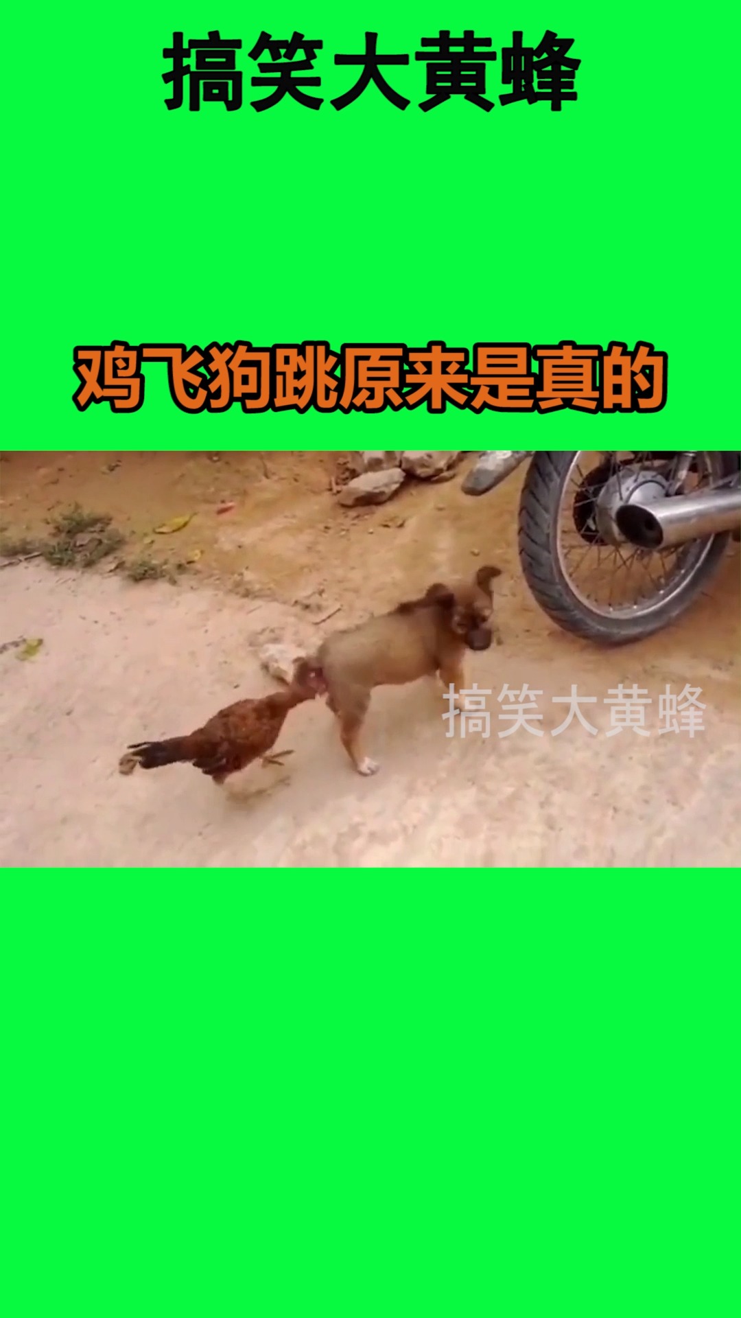 我要上热门#鸡飞狗跳原来是真的