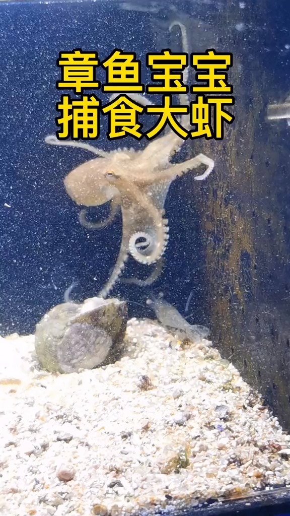 章鱼vs水母图片