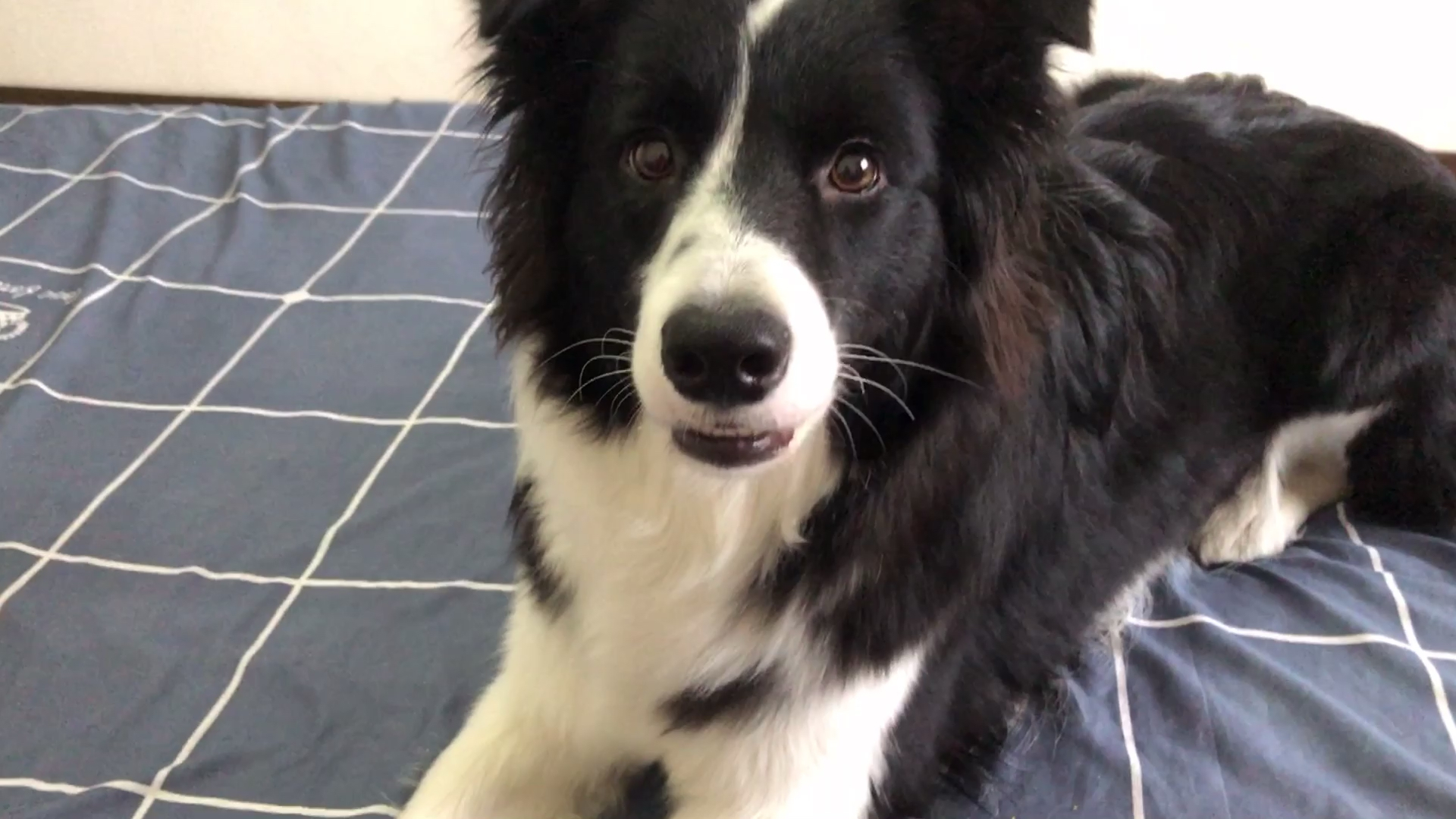 边牧西卡#日常对话