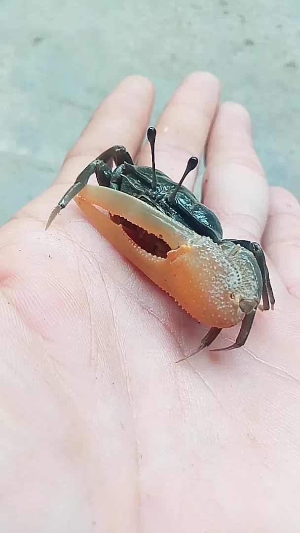 巨剑招潮蟹,这小家伙长有一双望穿天际的眼睛呢!