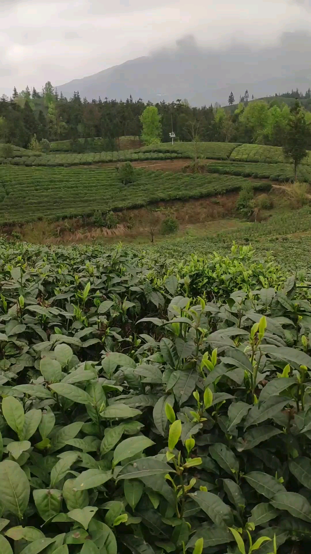 普安红原产地茶园游