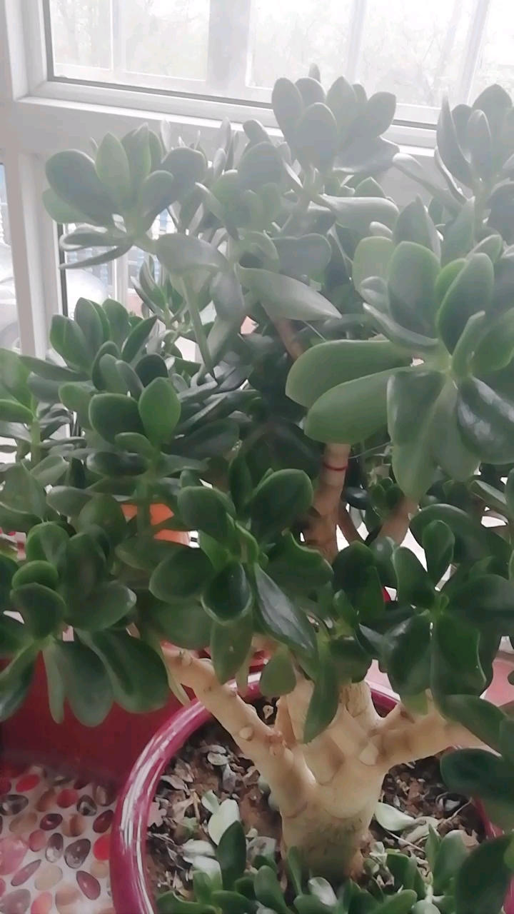 这棵玉树都好几年了,怎么还不开花?