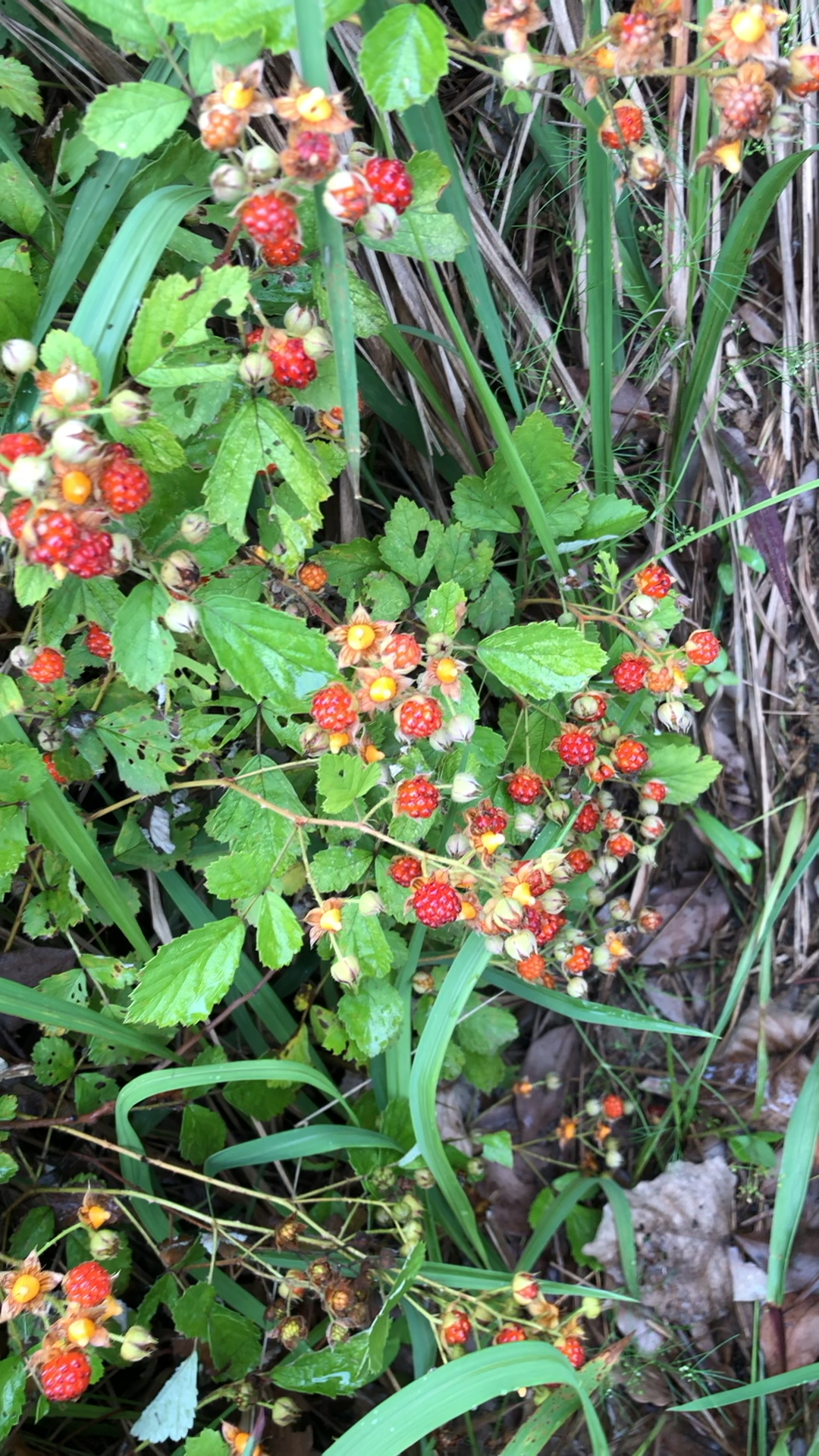 钓鱼遇见野树莓