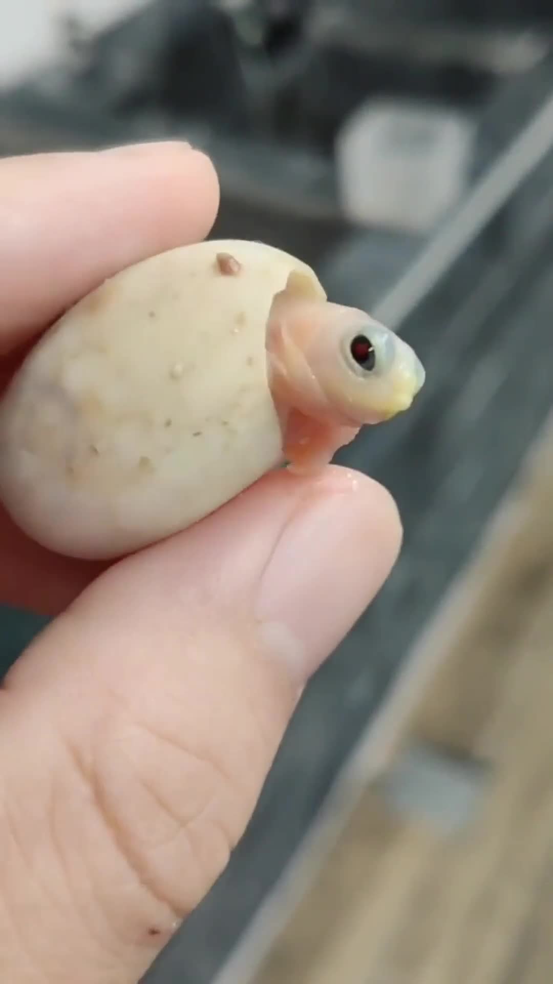 刚出壳的龟宝宝很可爱,探出头来,想提前看一看外面的世界-度小视