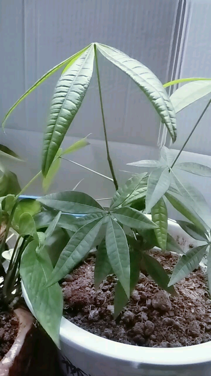 发财树小苗,预感要发财啊ヾ()