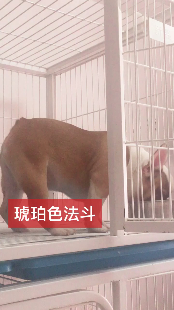 琥珀色法斗