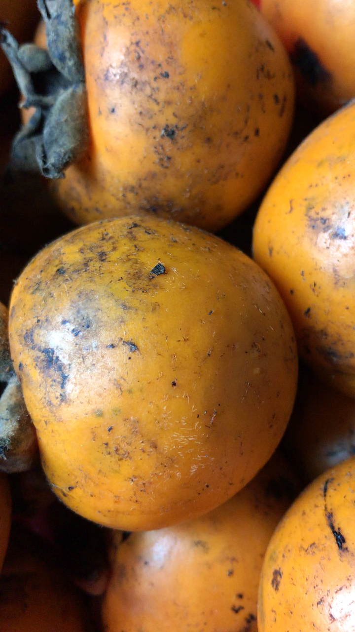 贴秋膘#农村树上自然熟黄的油柿子超好吃