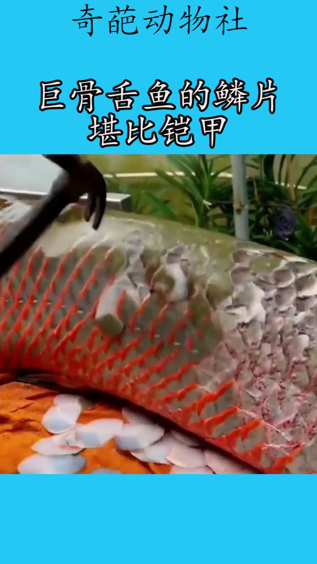巨骨舌鱼的天敌图片