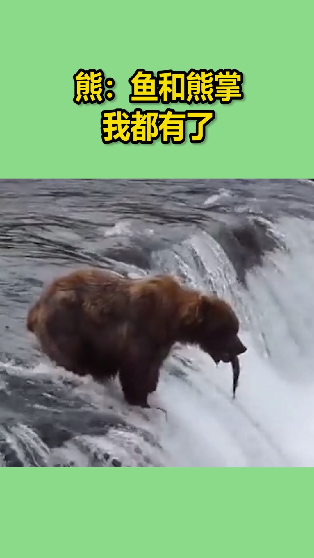 我要上热门#熊:鱼和熊掌我都有了