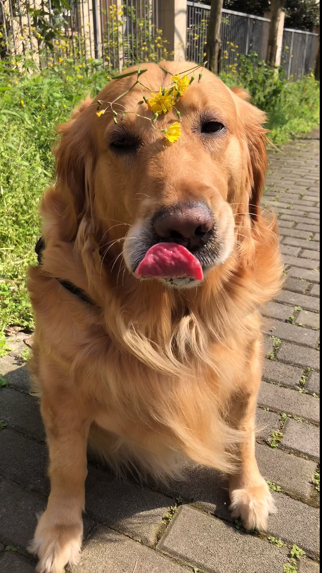 金毛#曾经的少年已变成大狗子啦