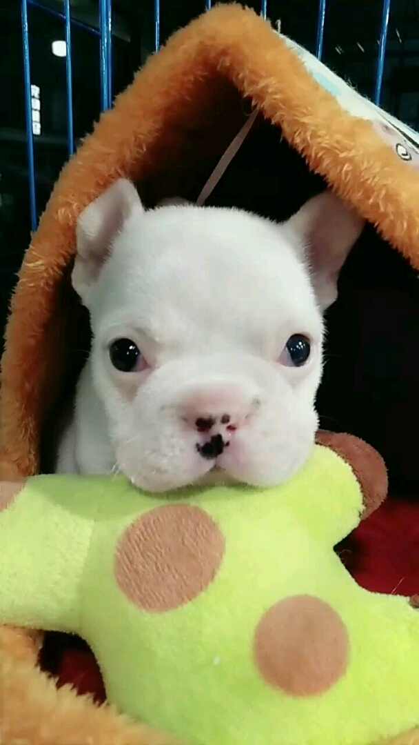 纯白色法斗小公