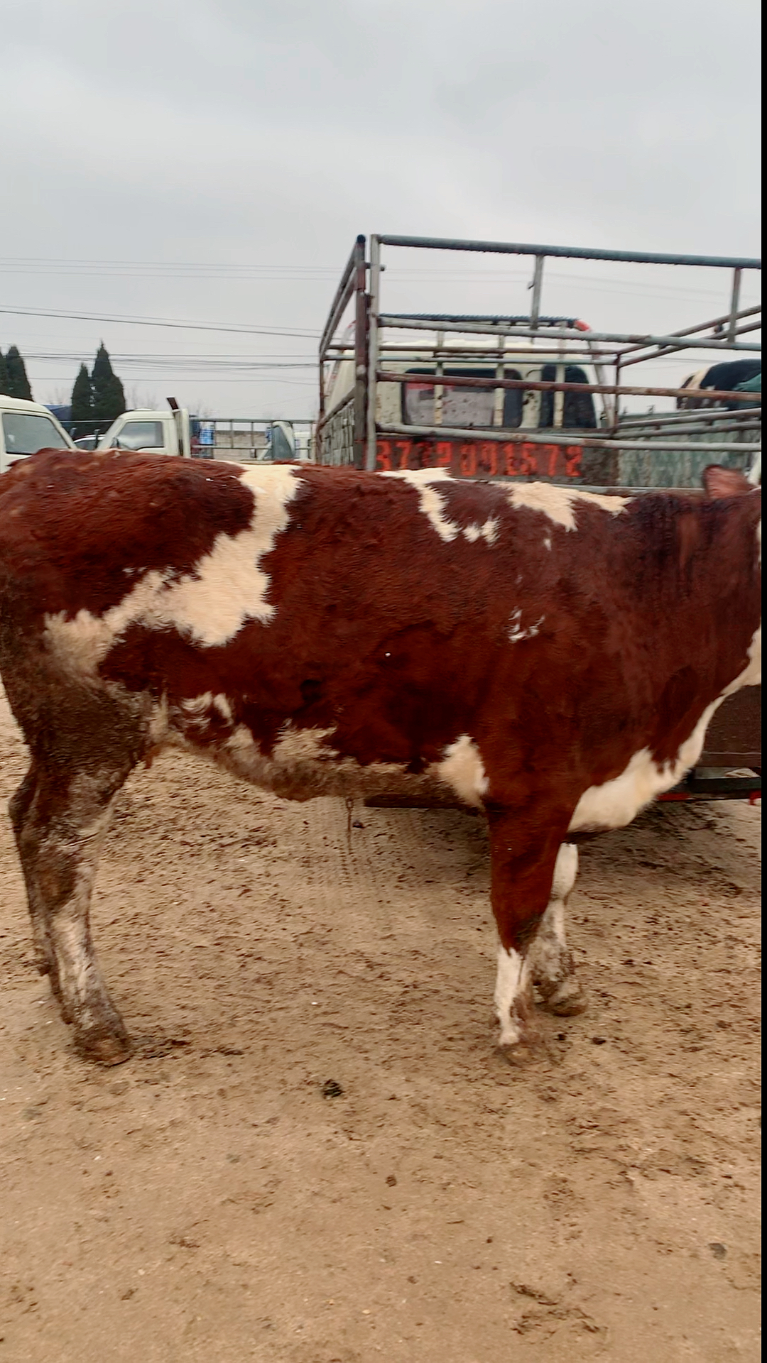 红白花怀胎大母牛