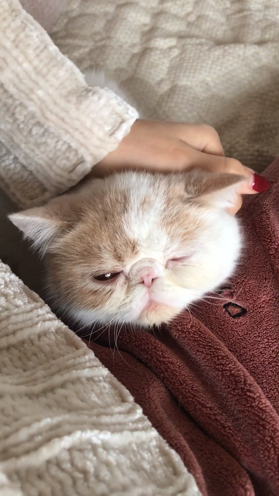 萌哭了!睡眼惺忪的小奶猫