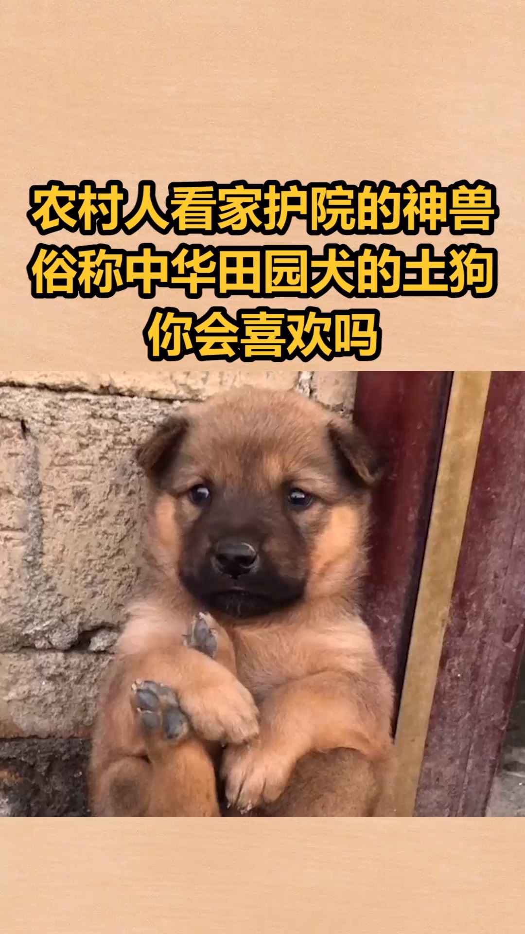 我要上热门#农村人看家护院的神兽,俗称中华田园犬的土狗,你会喜欢吗