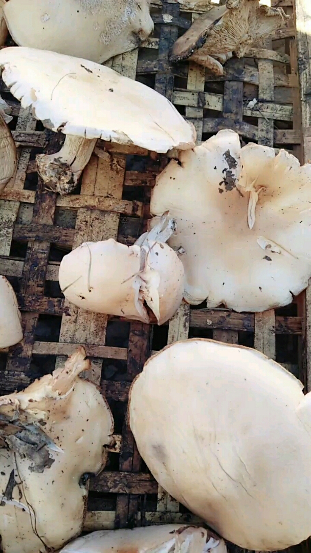 大白蘑,今年快结束了