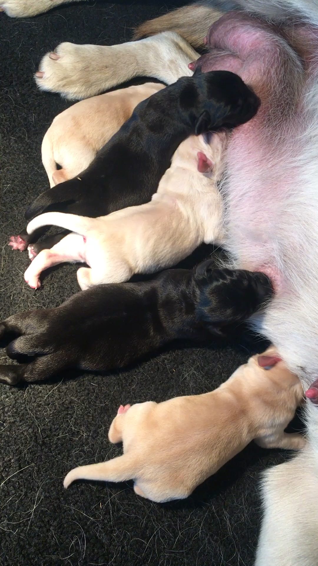 刚出生的拉布拉多幼犬,2017本土排行一,超级冠军,世界冠军雷霆的孩子