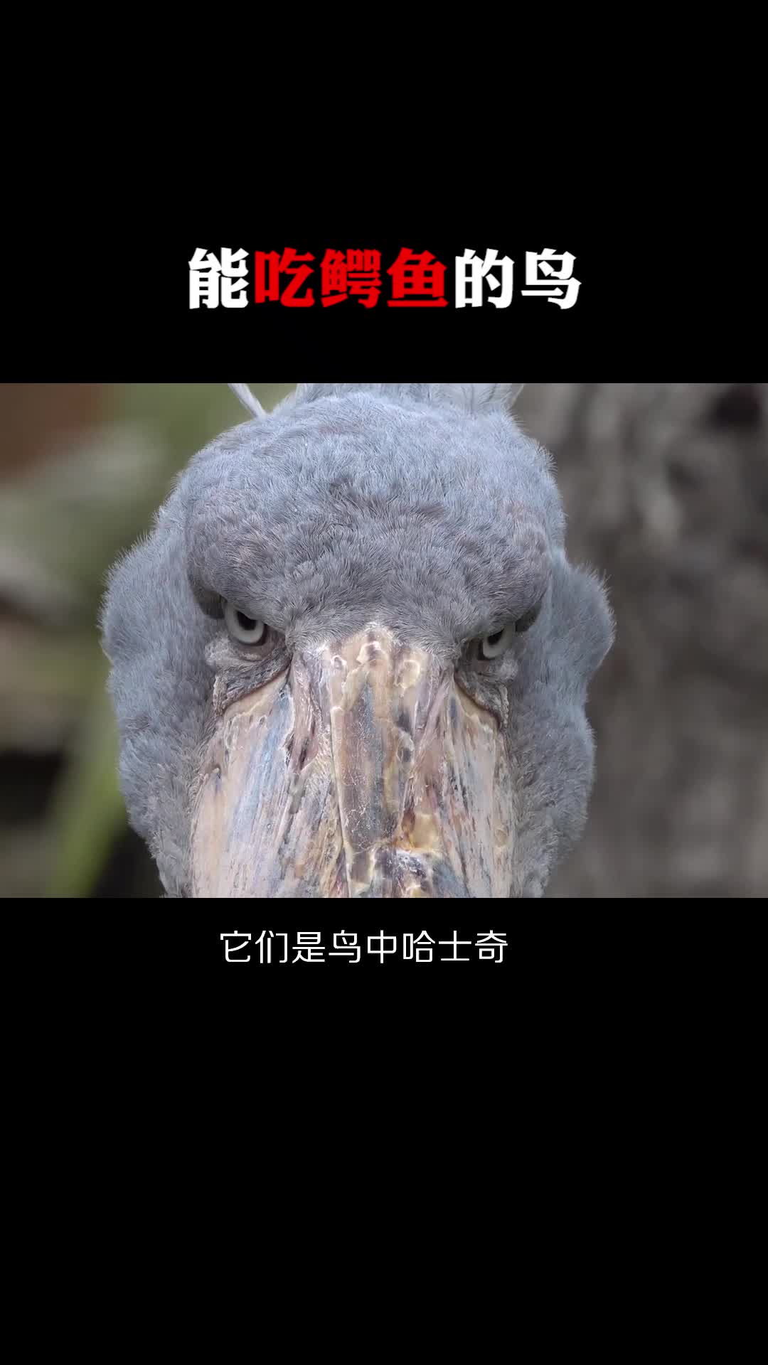 每天一点冷知识#会吃鳄鱼的鸟