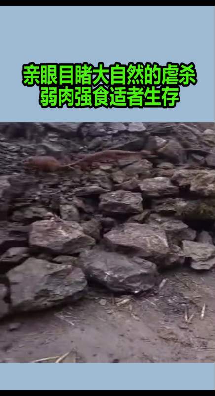 我要上热门#亲眼目睹大自然的虐杀,弱肉强食适者生存w
