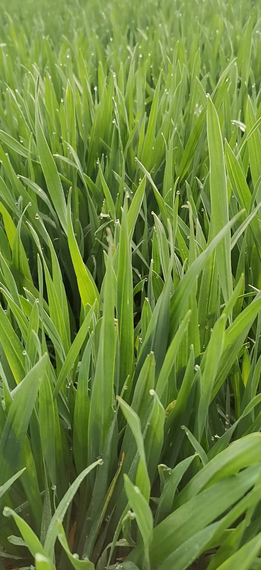 手机摄影#美丽的早晨,可爱的露珠滋润着麦苗,显得格外珍贵