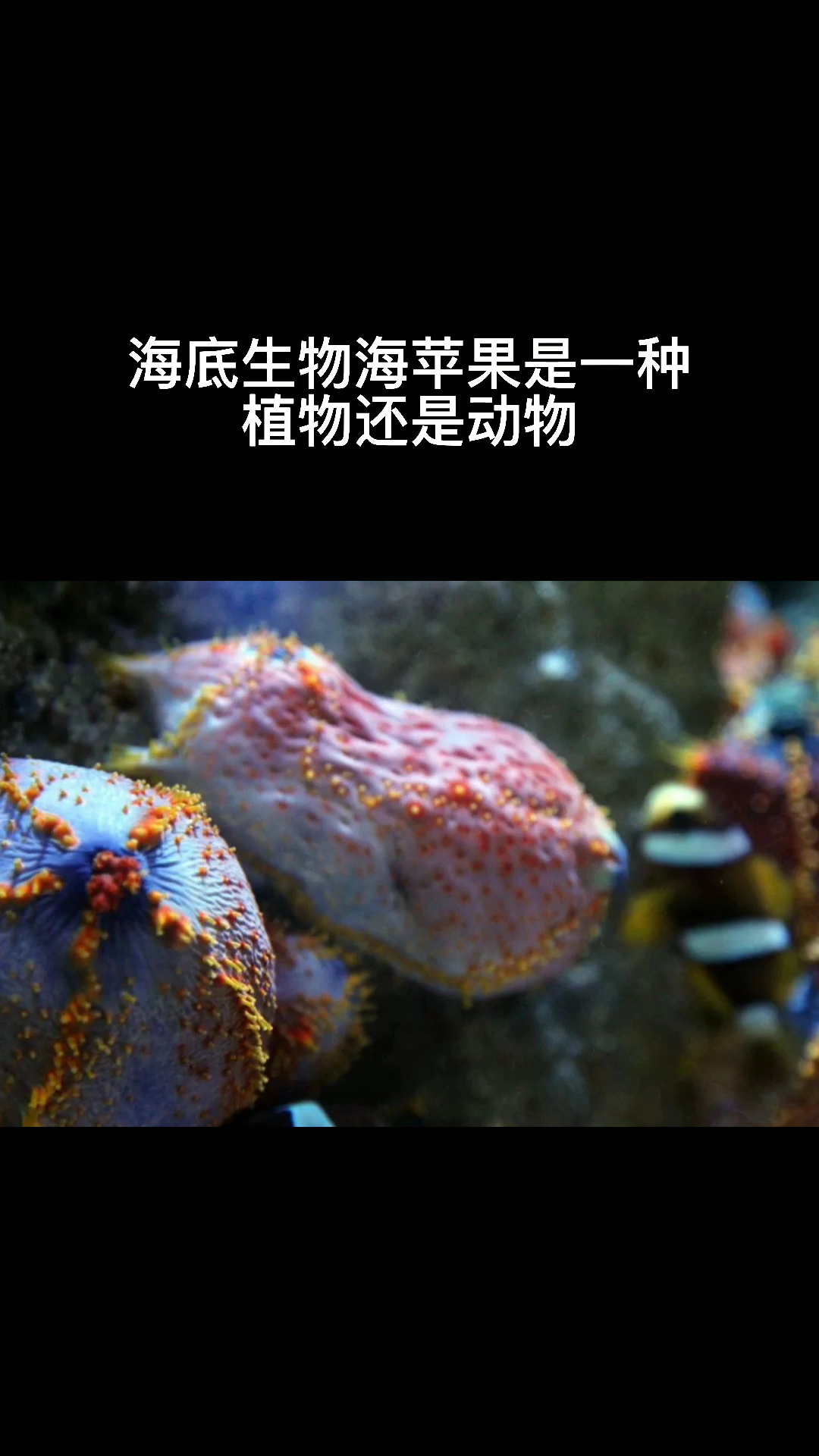 海底生物海苹果是一种植物还是动物