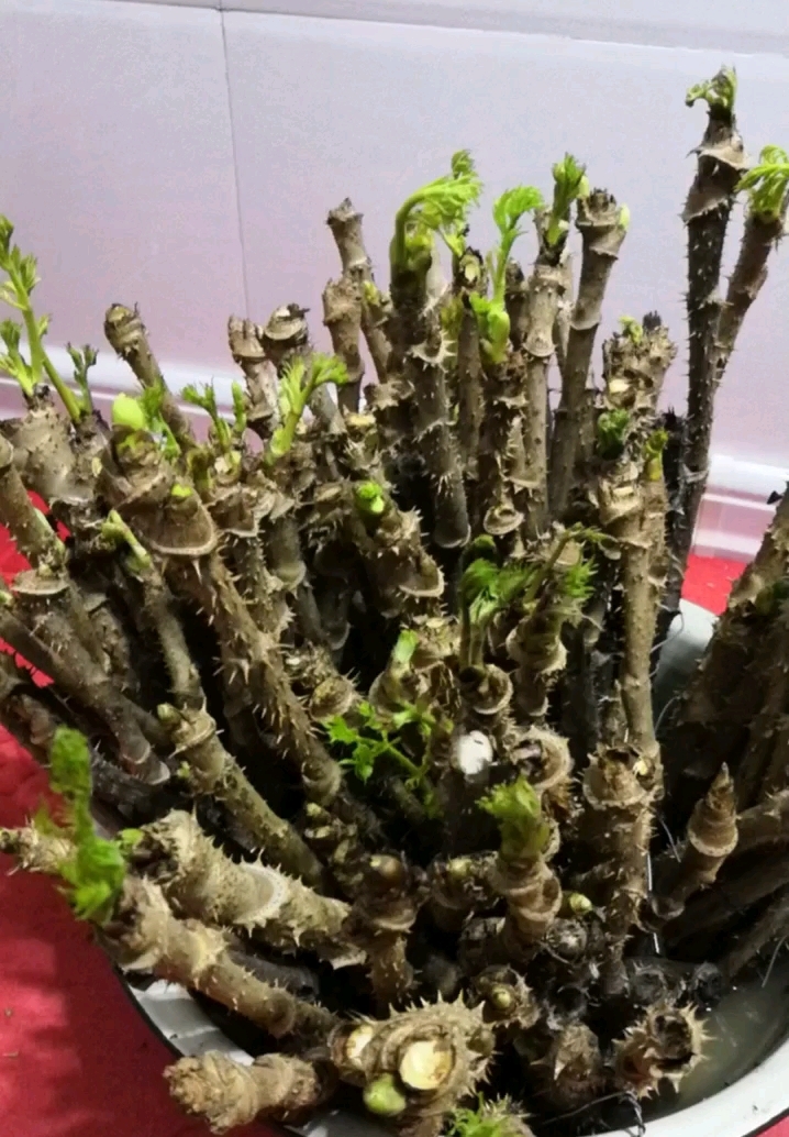 冬天水培刺老芽,喜欢加 关注,让这个"冬天里"种出"春天里"的效果
