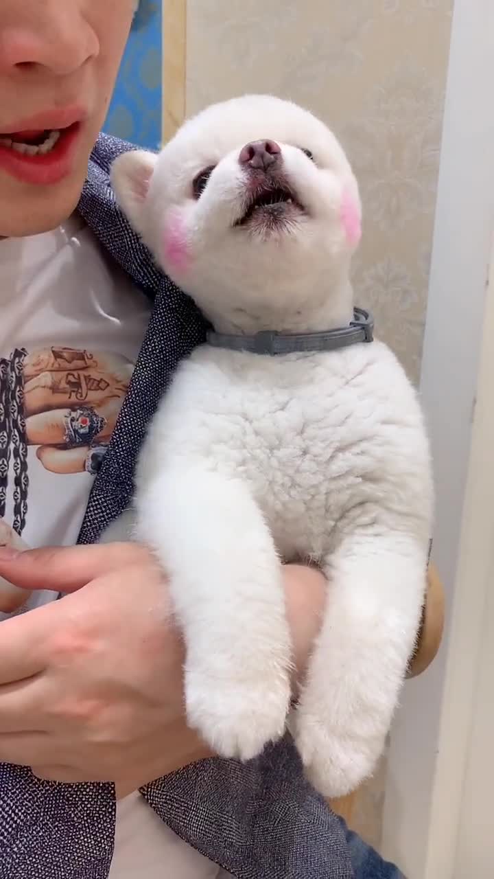 博美闹闹听到洗澡就急眼,瞧它能听懂人话的样子好可爱,闹闹真棒