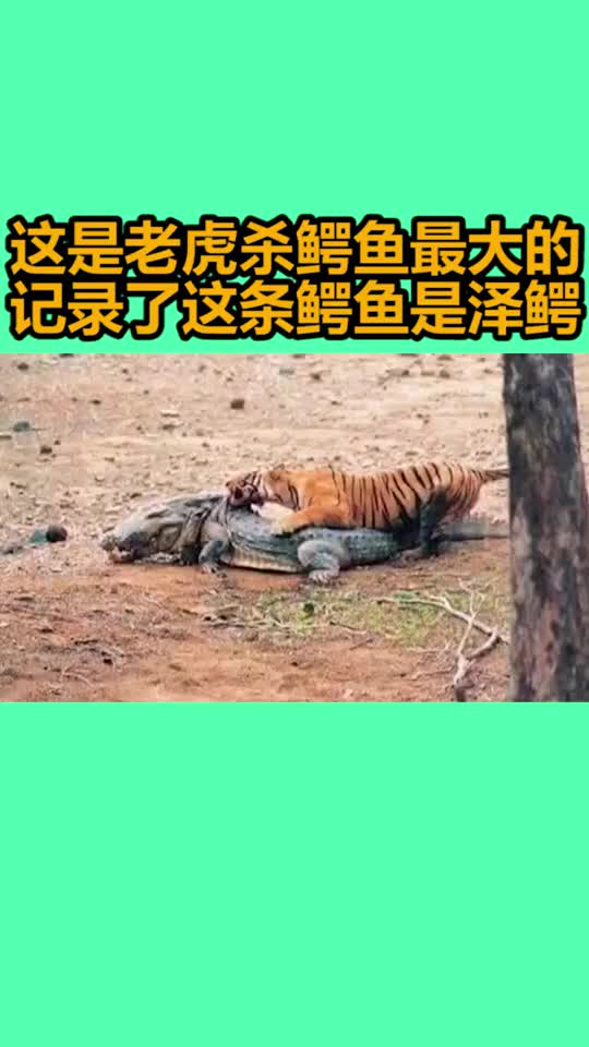 这是老虎杀鳄鱼最大的记录了这条鳄鱼是泽鳄