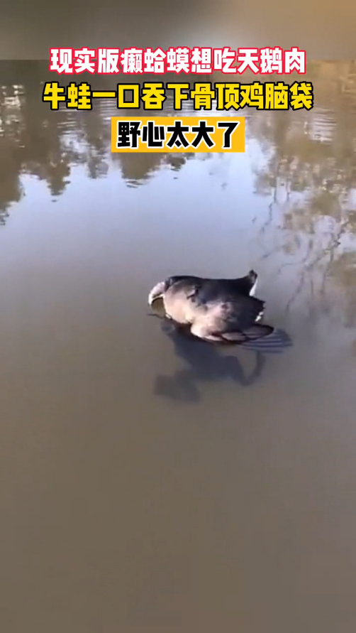 现实版癞蛤蟆想吃天鹅肉,网友:野心太大了